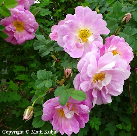Rosa Pimpinellifolia-Ryhm 'Aila Korhonen', tarhapimpinellaruusu
